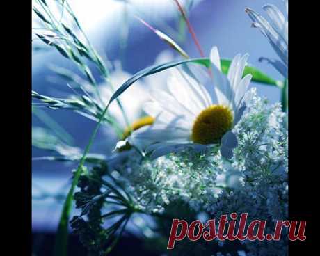 ЦВЕТЫ И ПРИРОДА | 3 фотографии