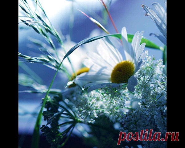 ЦВЕТЫ И ПРИРОДА | 3 фотографии