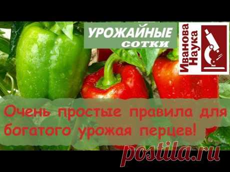 17 мгновений... для ОГРОМНОГО урожая перца! Простые и короткие правила, доступные каждому.