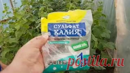 Инструкция по выращиванию огурцов
