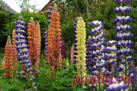 Люпин
Цветоводы, которые выращивают в своих садах люпин (Lupinus), любят его за яркую красоту и неприхотливость. Роскошные кистевидные соцветия люпина могут быть окрашены в разные цвета — от белого до фиолетового и насыщенно-красного.