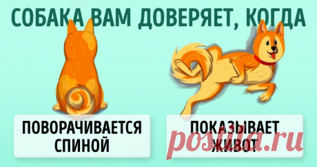 10 приемов для тех, кто всегда мечтал понимать собак