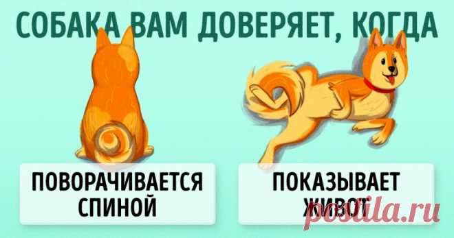 10 приемов для тех, кто всегда мечтал понимать собак