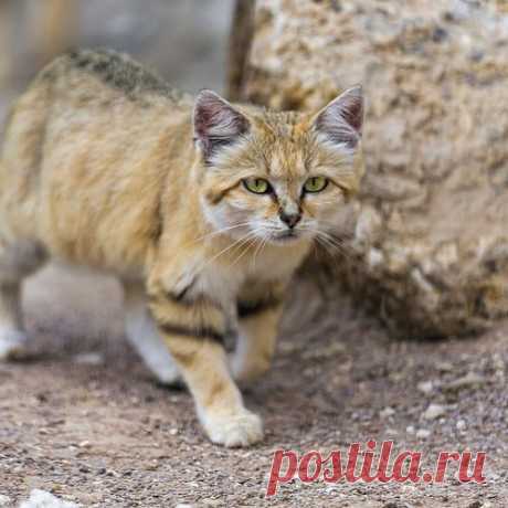 Walking sand cat