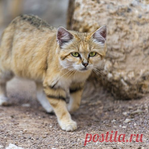 Walking sand cat
