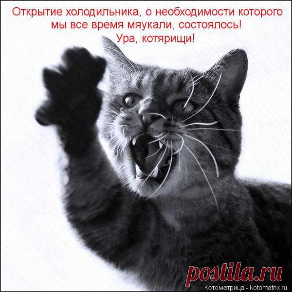Весёлая ЗВЕРоКОТоматрица