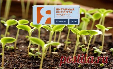 Секрет моего богатого урожая в янтарной кислоте. Рассказываю, как ее правильно использовать | На Даче | Яндекс Дзен