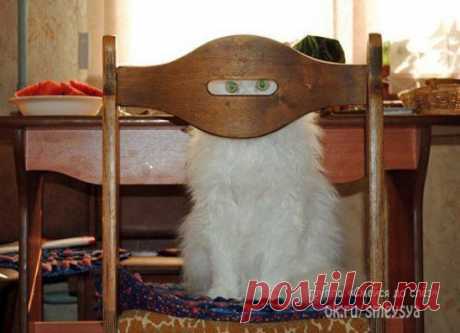 Мысли кота: «Одна котлета пропала, а крику, будто у нее свинью украли! »