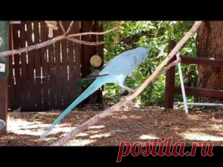 #362 Джунгли Сарасоты. Крокодилы, аллигаторы, змеи и тарантулы