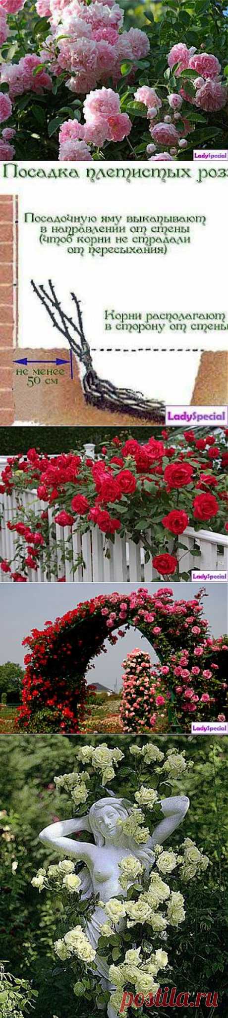 Плетистая роза: посадка и уход - Женский журнал LadySpecial.ru