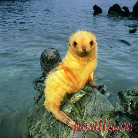 Photo by @FransLanting Blond fur seals are a rare color phase among the hundreds of thousands of black seals that are born on the beaches of frigid South Georgia in the sub-Antarctic. This young pup stood out so much from its neighbors that I easily returned to it day after day to follow it on its wanderings through the crowded colony. Follow me