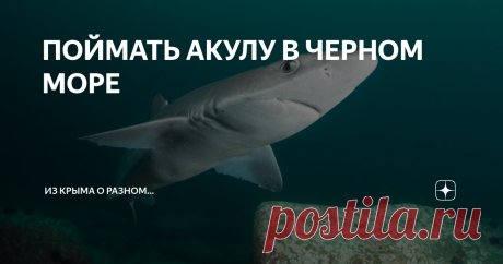 ПОЙМАТЬ АКУЛУ В ЧЕРНОМ МОРЕ Впервые с этой черноморской акулой я, как говорится, вживую познакомился и даже подержал в руках в далеких сегодня 80-х годах прошлого века, когда работал на Крымском ТВ редактором передач для молодежи.
Черноморская акула-катран
Для досъемок программы о севастопольских рыбаках производственного объединения « Атлантика» наша съемочная группа вышла из Камышовой бухты Севастополя в район