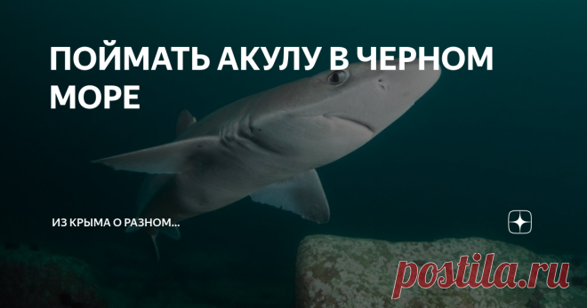 ПОЙМАТЬ АКУЛУ В ЧЕРНОМ МОРЕ Впервые с этой черноморской акулой я, как говорится, вживую познакомился и даже подержал в руках в далеких сегодня 80-х годах прошлого века, когда работал на Крымском ТВ редактором передач для молодежи.
Черноморская акула-катран
Для досъемок программы о севастопольских рыбаках производственного объединения « Атлантика» наша съемочная группа вышла из Камышовой бухты Севастополя в район