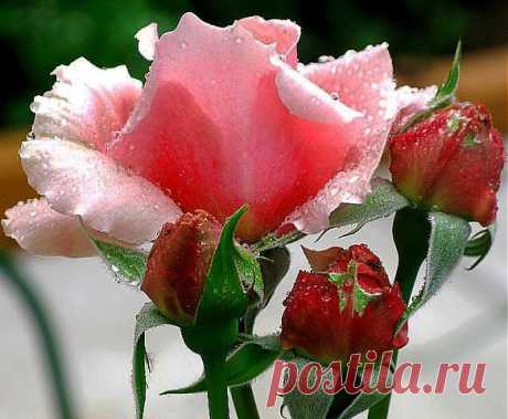 getImage (583×480)
