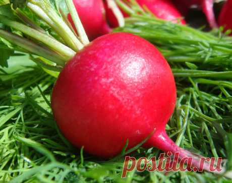 Советы по выращиванию редиса. | Сад и огород мечты Ольги Езер | Яндекс Дзен