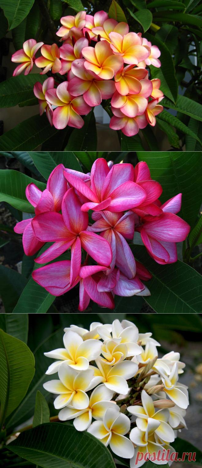 Удивительная Плюмерия (Франжипани) - аромат вдохновения,чувственности и соблазнения....