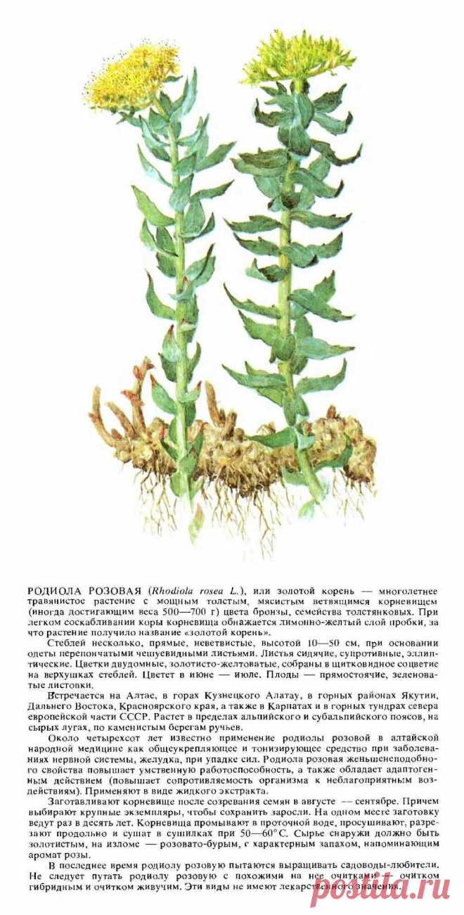 Родиола розовая