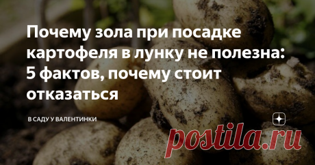 Почему зола при посадке картофеля в лунку не полезна: 5 фактов, почему стоит отказаться Зола как удобрение для картофеля: почему не полезна, в каких случаях не стоит использовать при посадке "в лунку", почему не стоит подкармливать золой. И - в каких случая зола как подкормка для картофеля нужна и полезна: факты о золе и картофеле.
Факт №1. Зола - это кальций. Картофель нуждается в высоких нормах внесения калия.
Кальций же - его антагонист: снижает усвояемость, становится причиной