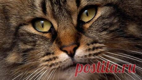 Никто не верил, что его дочь разговаривает с кошкой. Тогда он заснял это…