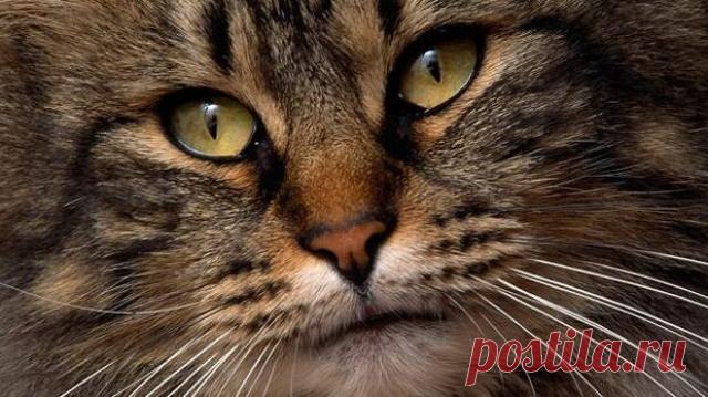 Никто не верил, что его дочь разговаривает с кошкой. Тогда он заснял это…