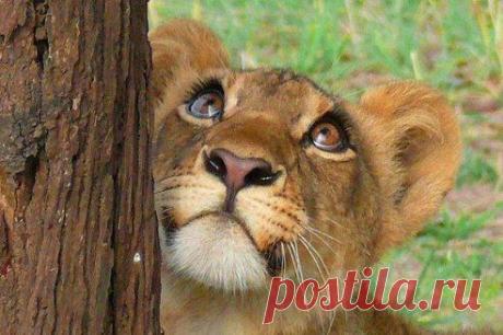 (36) Одноклассники