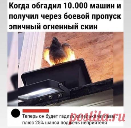 Лучшие шутки и мемы - когда обгадил 10 000 машин
