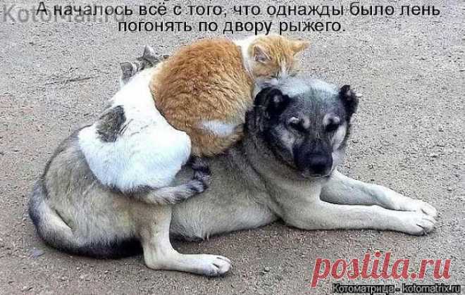 Жалость наказана...