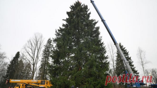 В Подмосковье спилили главную новогоднюю елку России. Главную новогоднюю елку России, которую установят на Соборной площади Кремля, спилили в Рузском муниципальном округе Московской области. Об этом сообщает агентство городских новостей "Москва" в Telegram-канале. В публикации ...