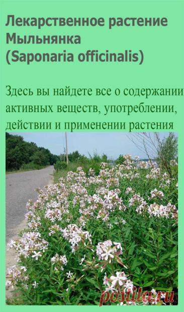 Лекарственное растение Мыльнянка (Saponaria officinalis). Многолетнее, чаще неразветвленное растение с корневищем толщиной с палец. Стебель прямостоячий, с мягким опушением; образует отпрыски, Высота растения 30-70 см. Листья супротивные, удлиненно-ланцетные до эллиптических, с тремя жилками, заостренные, по краям шероховатые, длиной 5-10 см.