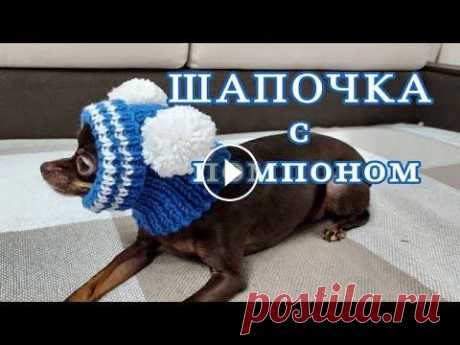 Шапочка с помпоном для собак, вязание спицами,  hat for dogs Шапочка с помпоном для собак мелки и средних пород. Тепло, модно, красиво! Вязание спицами. Соединение трикотажным швом. Как сделать быстро помпон. Ша...