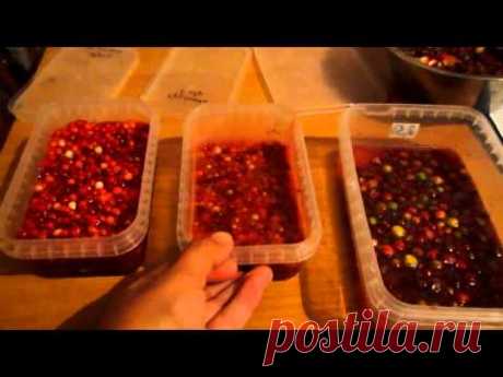 Семья Бровченко. Полезное лакомство - ягода в мёде. Рецепт.