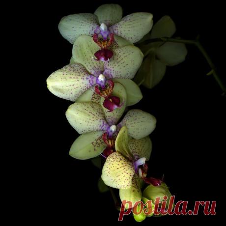 Красота на черном фоне