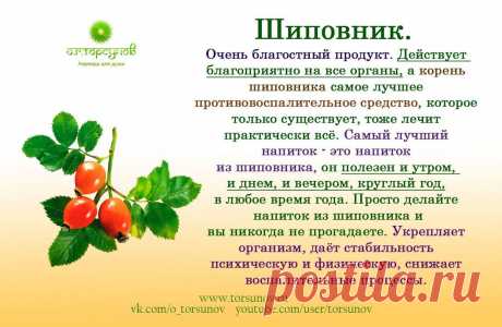 Шиповник
