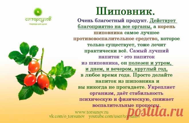 Шиповник