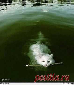 мы до сих пор не решаемся сказать ему , что он не собака )))