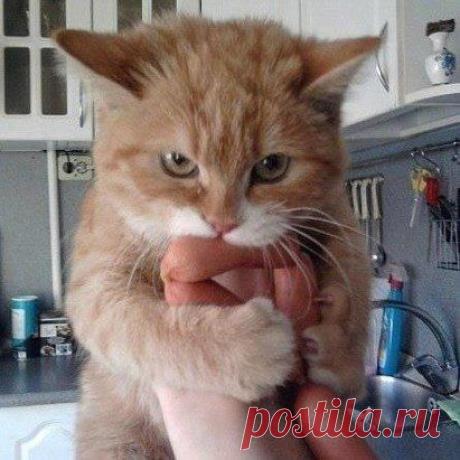 - Вари нас вместе! Не отдам...