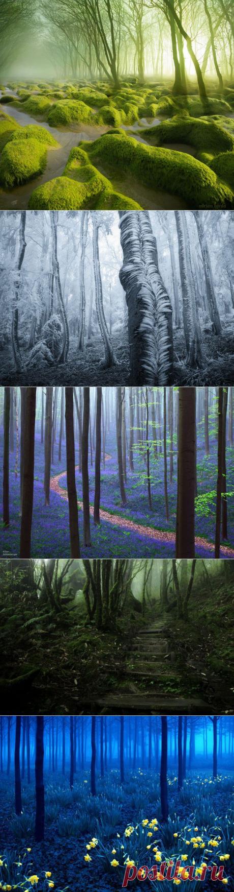 Мистические леса, которые вам захочется увидеть своими глазами