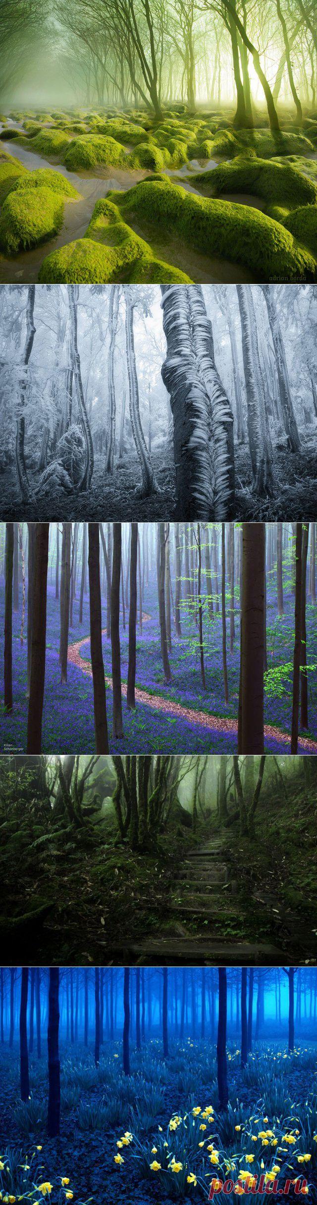 Мистические леса, которые вам захочется увидеть своими глазами