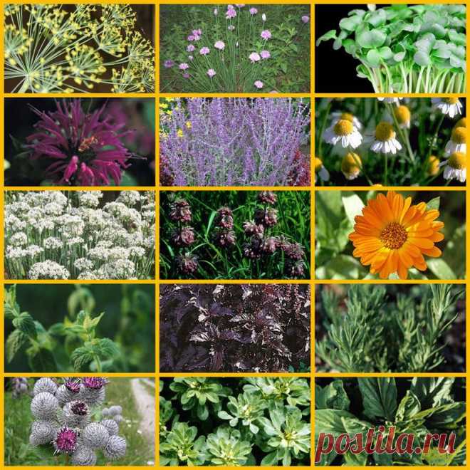 ТОП-4 трав полезных для астматиков