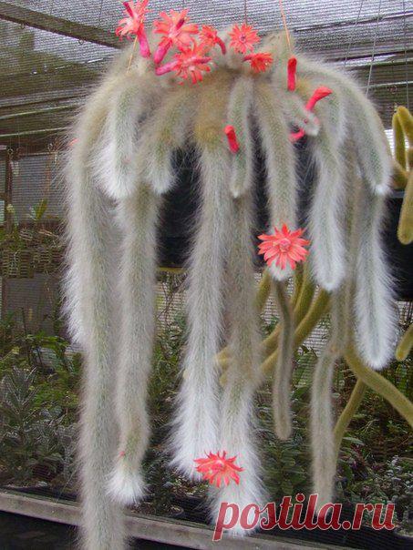 КАКТУСЫ ПЕНЗА