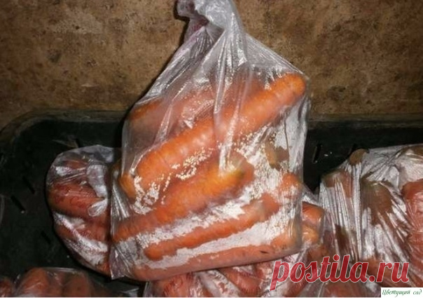 Отличный способ хранения моркови — Садоводка