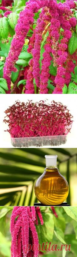 Лечебные свойства амаранта