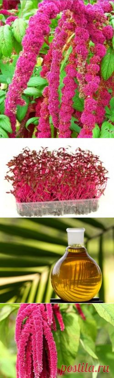 Лечебные свойства амаранта