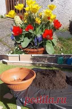 ПОСАДКА ТЮЛЬПАНОВ, НАРЦИССОВ, ГИАЦИНТОВ ОСЕНЬЮ - Садоводка