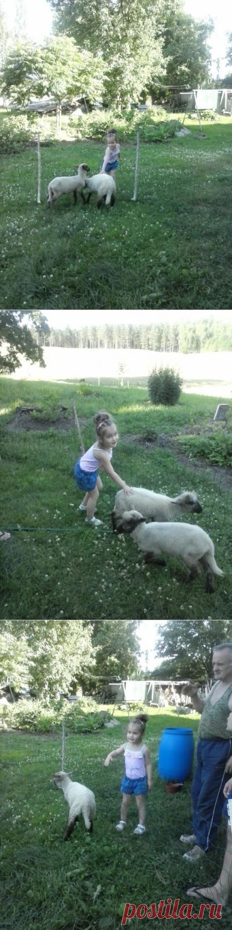 Фотография - Google Фото