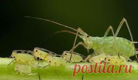 &gt; Замиокулькас - Уход за замиокулькасом