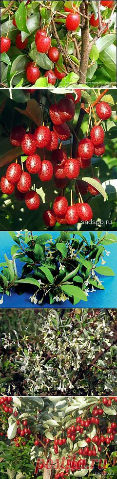 (+1) - Ценная ягода – гуми | ОГОРОД БЕЗ ХЛОПОТ