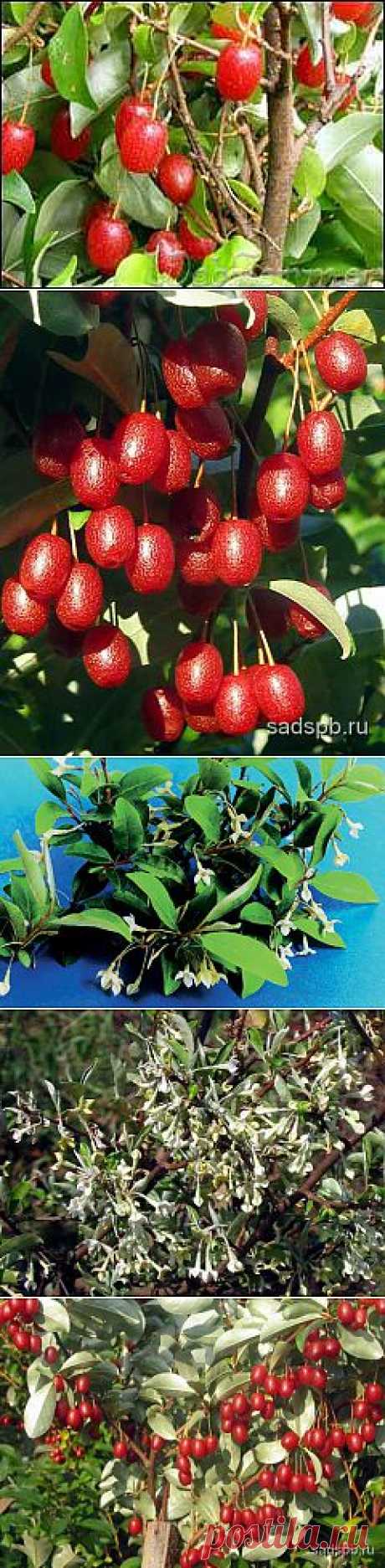 (+1) - Ценная ягода – гуми | ОГОРОД БЕЗ ХЛОПОТ