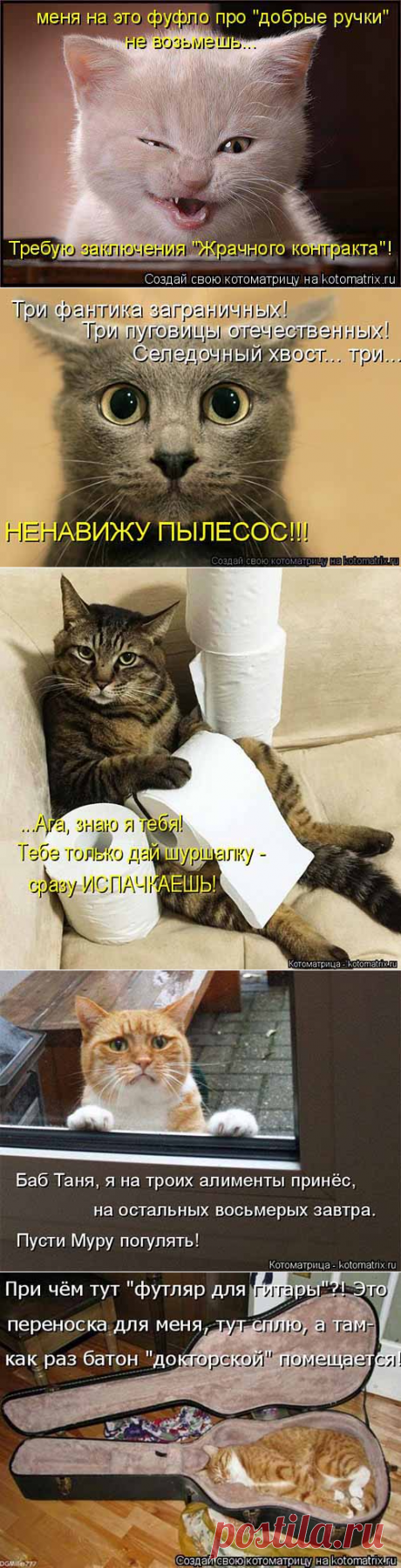 День кошек круглый год, прикольные фото - serpantins.ru