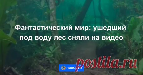 Фантастический мир: ушедший под воду лес сняли на видео Просто дух захватывает.